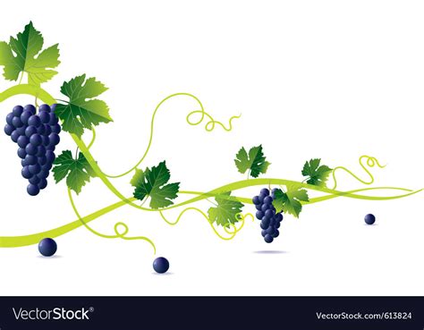 Grape Vine Royalty Free Vector Image Vectorstock