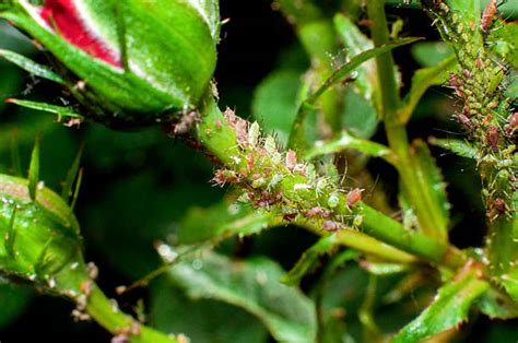 110 Aphids Damage Roses Stock Photos Pictures And Royalty Free Images