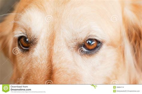 Puppy Eyes Stock Photo Image Of Canine Animal Close