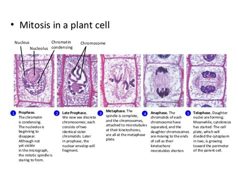 Prophase metaphase anaphase telophase/cytokinesis lets get. Mitosis in a plant cell