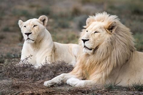 Rare Couple De Lions Blancs Dafrique Dans Les Prairies De La Savane