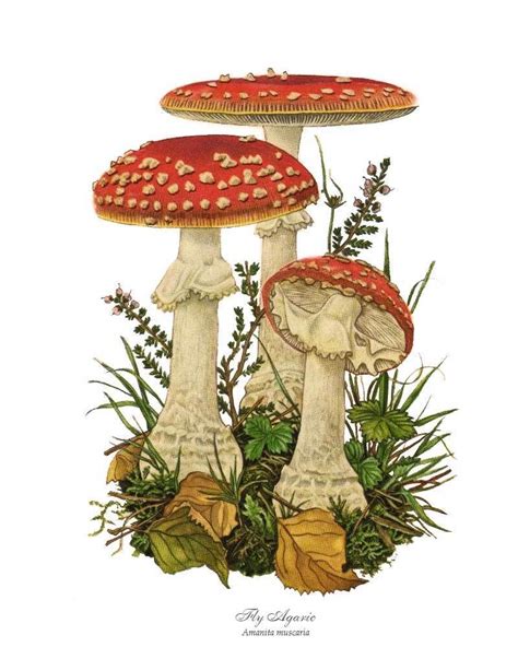 Fly Agaric Mushroom Art Print Charting Nature Mushroom Art Nature
