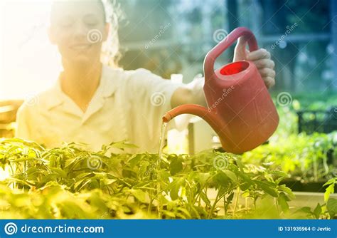Woman Watering Seedlings In Greenhouse Stock Photo Image Of Coat