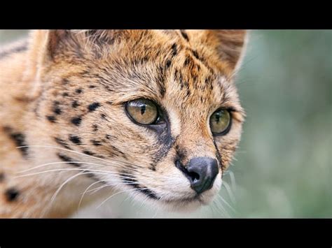 Félins Connaissez Vous Le Serval Zapping Sauvage Zoopedialife