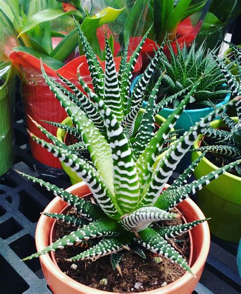 Aloe Plant Plants Aloe Plant Succulents