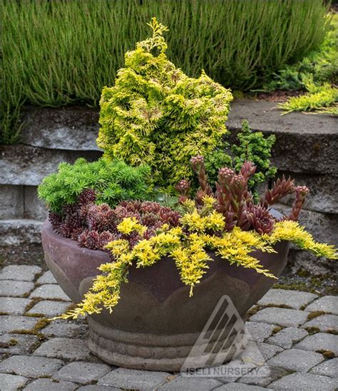 Cool Little Conifers Make Great Holiday Ts Container Gardening