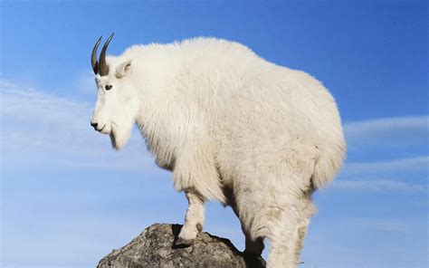 Mountain Goat Wallpapers Wallpaper Cave