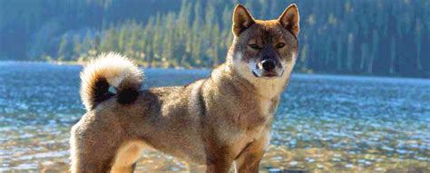 Shikoku Dog Breed Info Characteristics Traits Personality