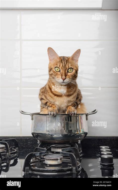 Cat In Cooking Pot Hi Res Stock Photography And Images Alamy