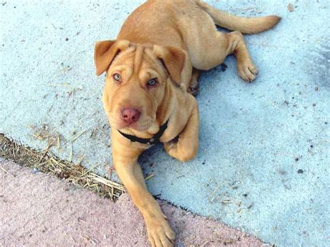 Lab Pei Shar Pei X Lab Mix Temperament Training Puppies Pictures