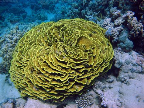 Beautiful Coral Reefs Of The Red Sea 10810398 Stock Photo At Vecteezy