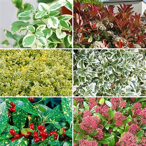 Winter Interest Evergreen Shrub Collection 6 Plants