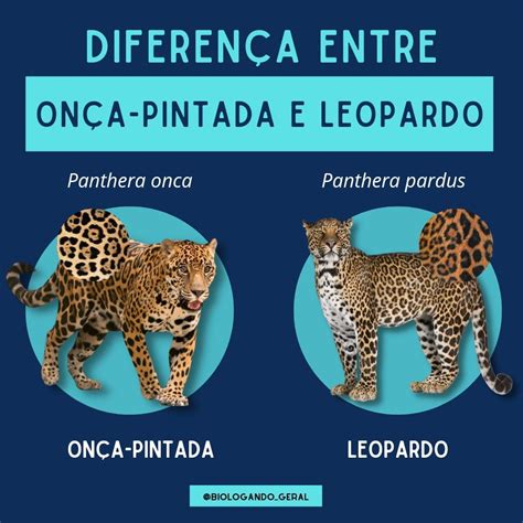 Qual O Masculino De Onça