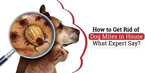 How To Get Rid Of Dog Mites In House 6 Secret Tips Dogcattalk