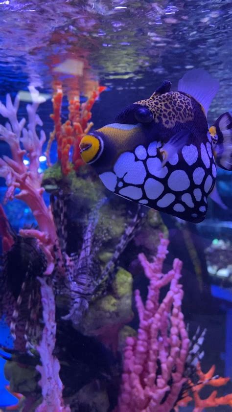 Clown Triggerfish Video In 2021 Aquarium Fish Fish Tank Saltwater