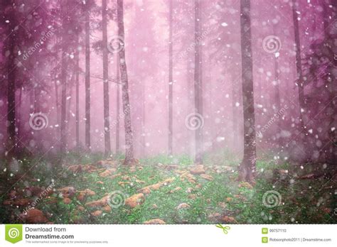 Magic Autumn Foggy Forest Landscape Stock Photo Image Of Color