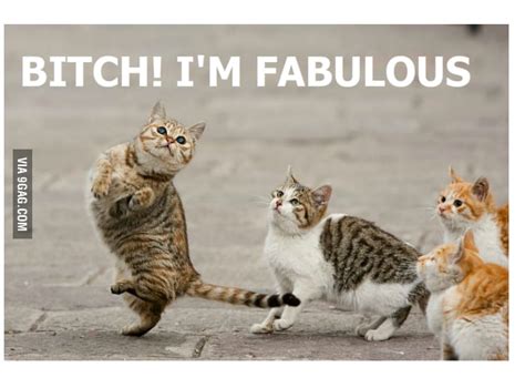 Fabulous Cat Is Fabulous 9gag