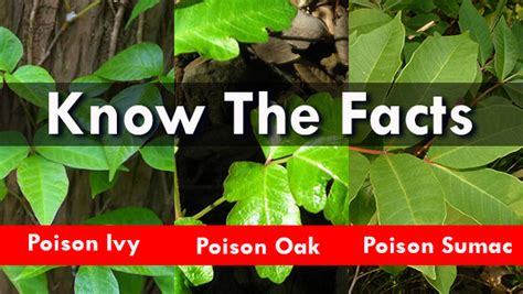Infographic Learn To Identify Poison Ivy Oak And Sumac Vrogue