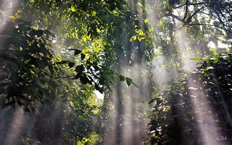 Explore over 2326 high quality clips to use on your next personal or commercial project. rainforest | Foggy Rainforest Wallpapers Pictures Photos Images | Forest wallpaper, Rain ...
