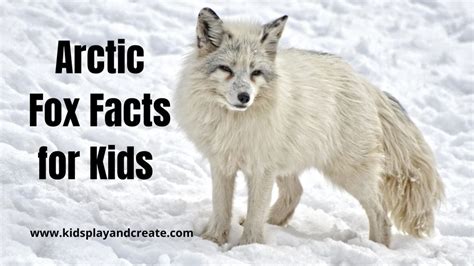 Interesting Arctic Fox Facts For Kids Kids Play And Create