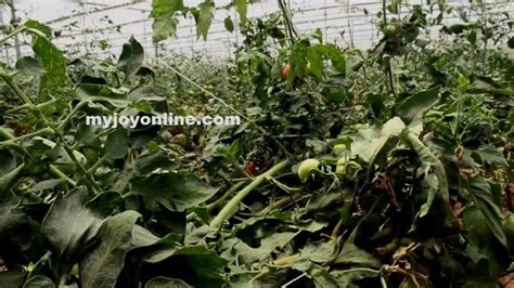 Greenhouse Farming Can Improve Ghana S Tomato Production Csir