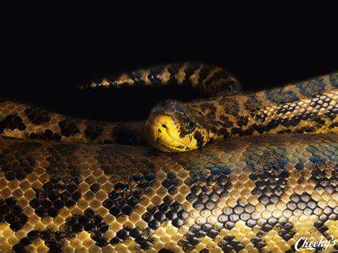 Yellow Anaconda Anaconda Reptiles Animals