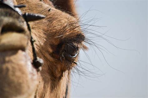 Top 10 Animals That Can Really Bat An Eyelash Natural