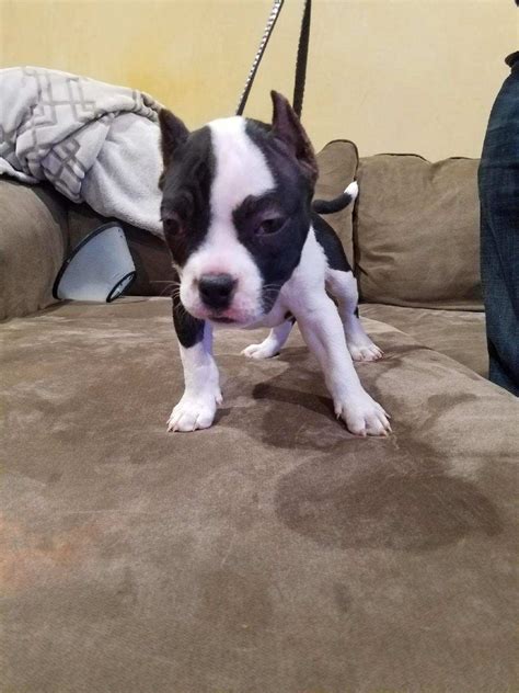 As the name indicates, this og kush relative originates from california's san fernando valley. American Bully Puppies For Sale | San Fernando, CA #289307