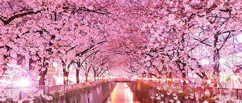 10 Jenis Bunga Sakura Di Jepang Nippon Club