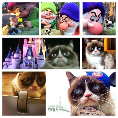 Grumpy Cat Met The Seven Dwarfs At Walt Disney World Mine Train Coaster Preview Grumpy Cat®