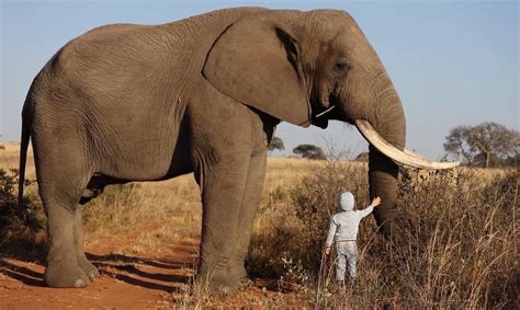 4 Year Old Boy Walks Up To 6 Ton African Elephant Was It Safe