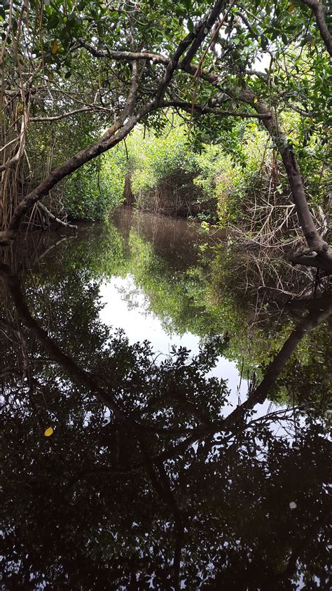 Hi/low, realfeel®, precip, radar, & everything you need to be ready for the day, commute, and weekend! Manglar Tecolutla | Manglares, Naturaleza impresionante ...