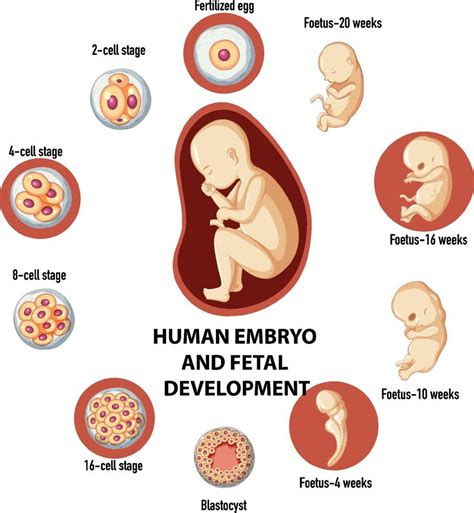 Desarrollo Embrionario Humano Y Fertilización En Infografía Humana