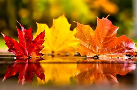 Pin By Janet Brown On Beautiful Autumn Leaves Wallpaper Fall