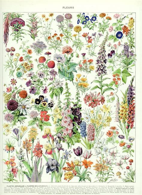 Botanical Poster 1936 Vintage Annual Flowers Print Botanical Etsy