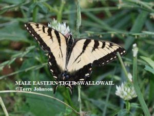 Eastern Tiger Swallowtails Can Be Yellow Or Black
