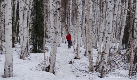 Drunken Forests Teaching About Permafrost Thaw Through Personal