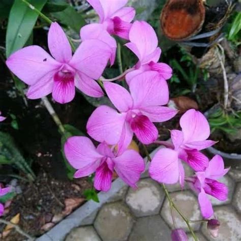 Jual Anggrek Dendrobium Larat Murah Shopee Indonesia