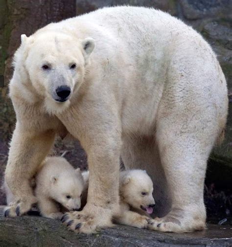 This holds true for animals, too. wordlessTech | Two newborn polar bear cubs