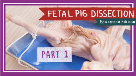 Fetal Pig Dissection Part 1 Mouth And Abdominal Cavity Pearls