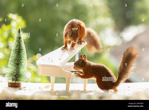Red Squirrels Are Playing An Piano Stock Photo Alamy