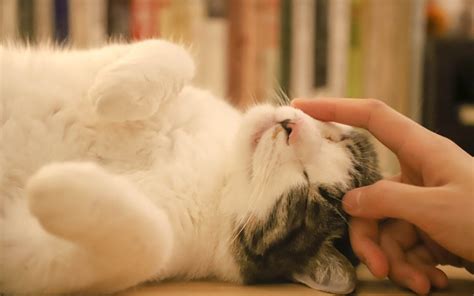 Tips To Cuddle Your Cat Without Overwhelming Them Puff And Fluff Spa