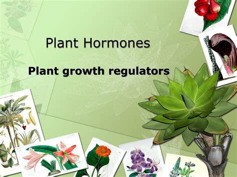 Ppt Plant Hormones Powerpoint Presentation Free Download Id5611777