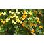 15 Summer Flowering Vines And Climbers – Grow Beautifully