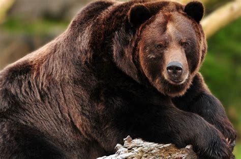 The Largest Grizzly Bear Ever Weighed More Than A Moose 3 Reasons It