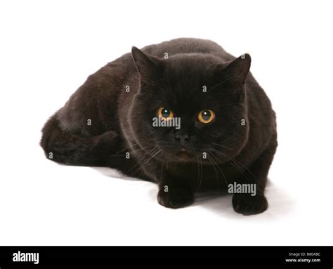 Black British Shorthair Cat Laying Studio Stock Photo Alamy