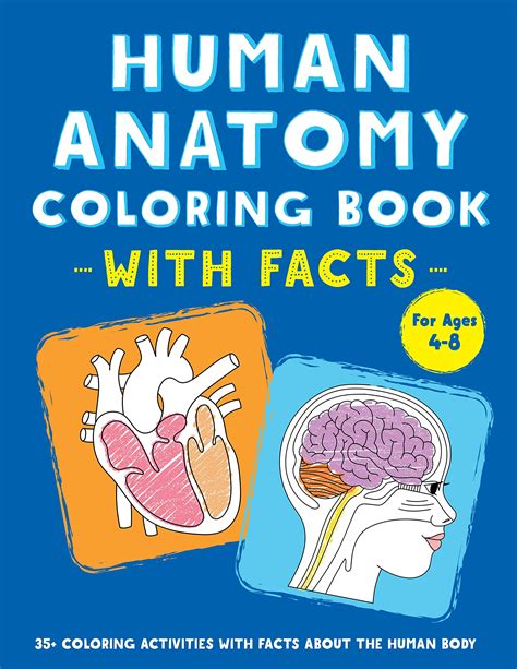 Human Anatomy Coloring Book With Facts 35 Coloring Activities With