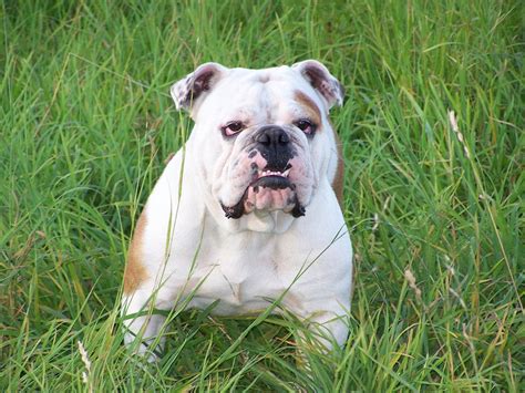 Bulldog English Dog · Free Photo On Pixabay