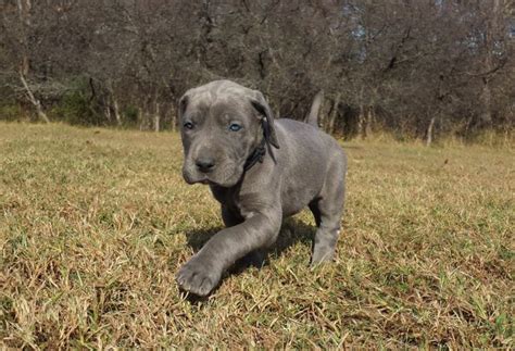 After you've found the puppy for sale you want, click to observe the specifics. Great Dane puppy dog for sale in Sunrise Beach, Missouri