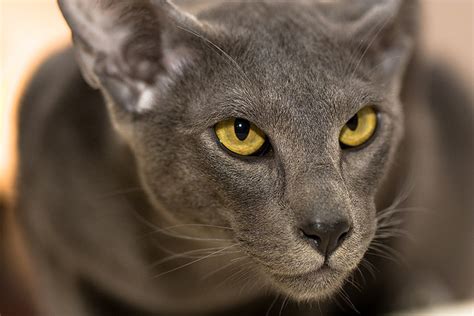 Plus, they may trigger an allergic reaction in people with dander. 11 Black Cat Breeds | Paw Precious